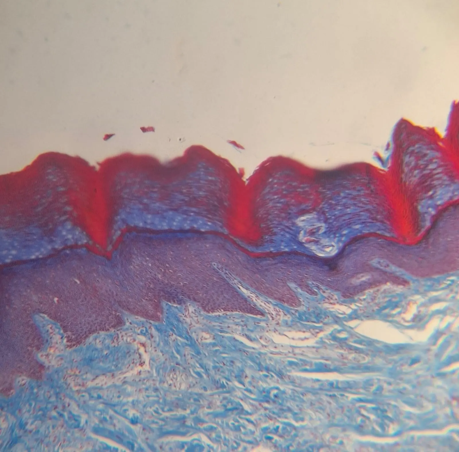 <p>Pruebin - 1</p>