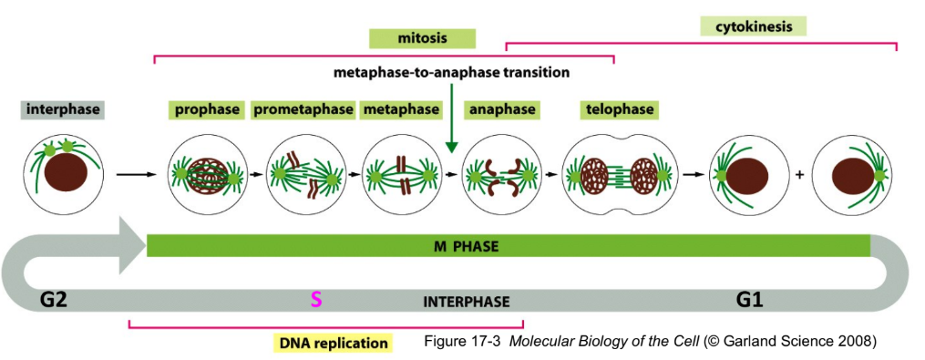<ol><li><p><strong>Chromosome condensation</strong> = organized into nucleosomes by histones </p><ol><li><p>Condensin = protein that compact in M phase</p></li></ol></li><li><p><strong>Mitotic spindle assembly</strong> </p></li><li><p><strong>Formation of the contractile ring</strong> = actin + myosin II </p><ol><li><p>Ring contraction</p></li></ol></li></ol><p></p>
