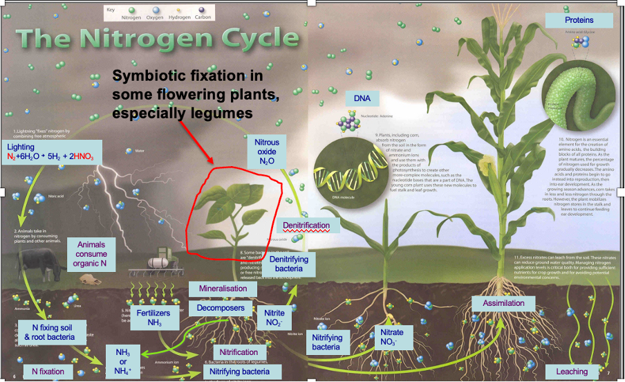 <p>ammonium in nitrogen cycle </p>