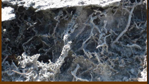 <p>Evidence of exposure and colonization of plants. Branch and taper downward in webs, distinguishing them from burrows. </p><p>Evidence of paleosol, along with bioturbation</p>