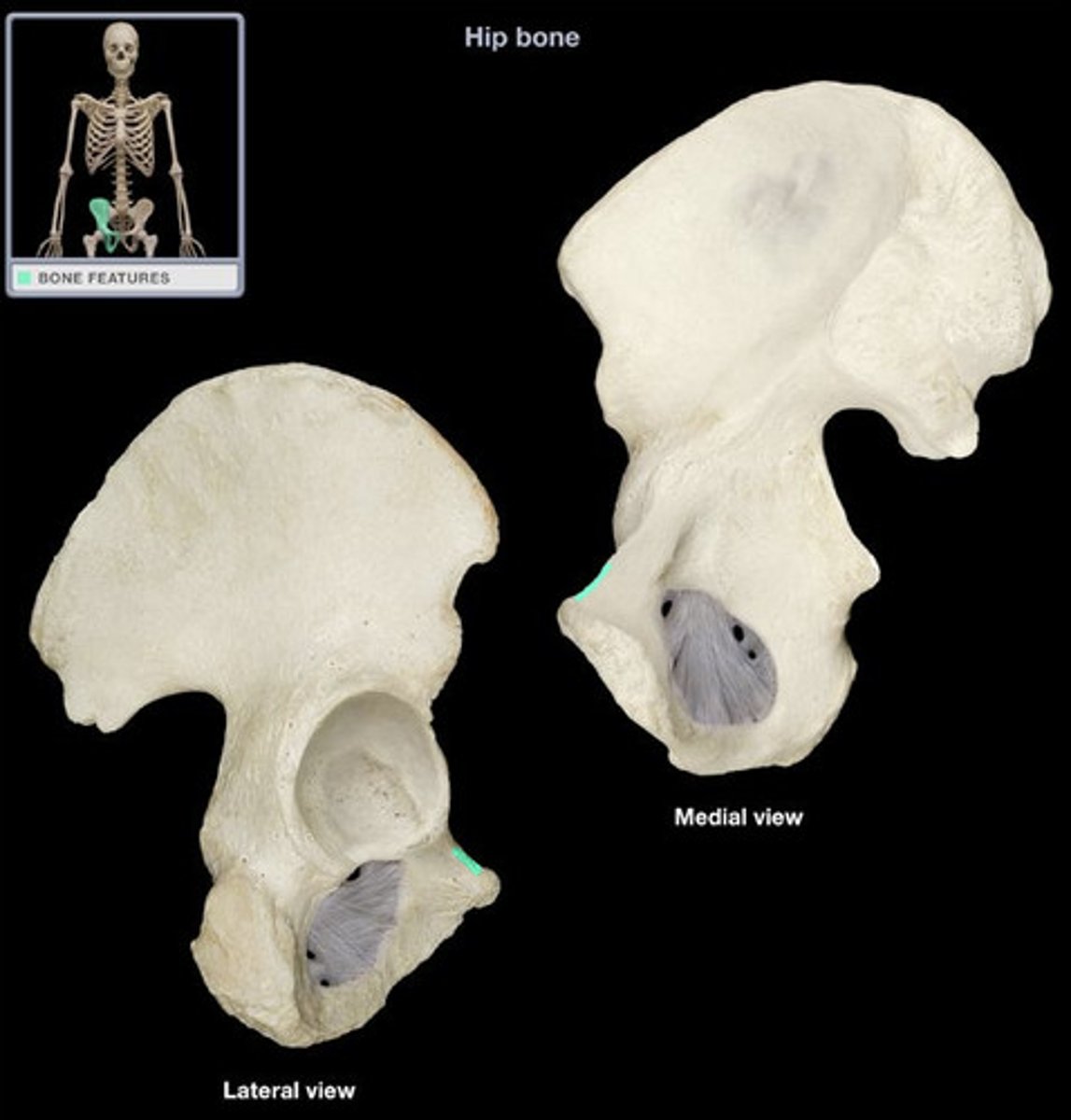 <p>os coxae - medial</p>