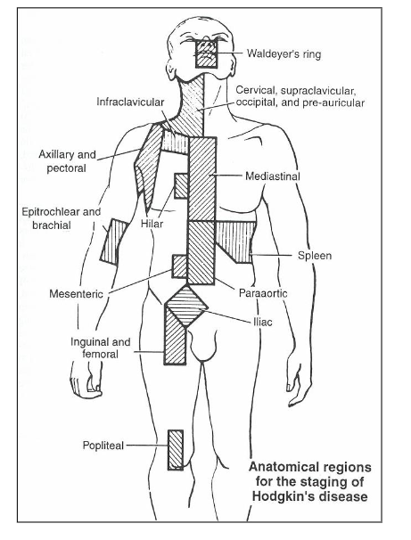 <p>Normal Lymphoid Tissue</p>