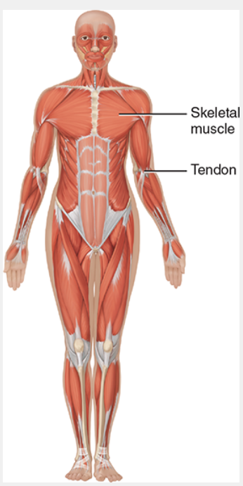 <ul><li><p>C: <span style="background-color: transparent;">skeletal muscle tissues-usually attached to bones</span></p></li><li><p>F: <span style="background-color: transparent;">participate in body movements, maintaining posture, producing heat</span></p></li></ul><p></p>
