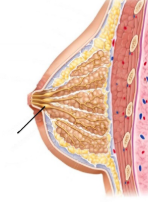 <p><span style="line-height: 17.375px;">Identify&nbsp;</span></p>