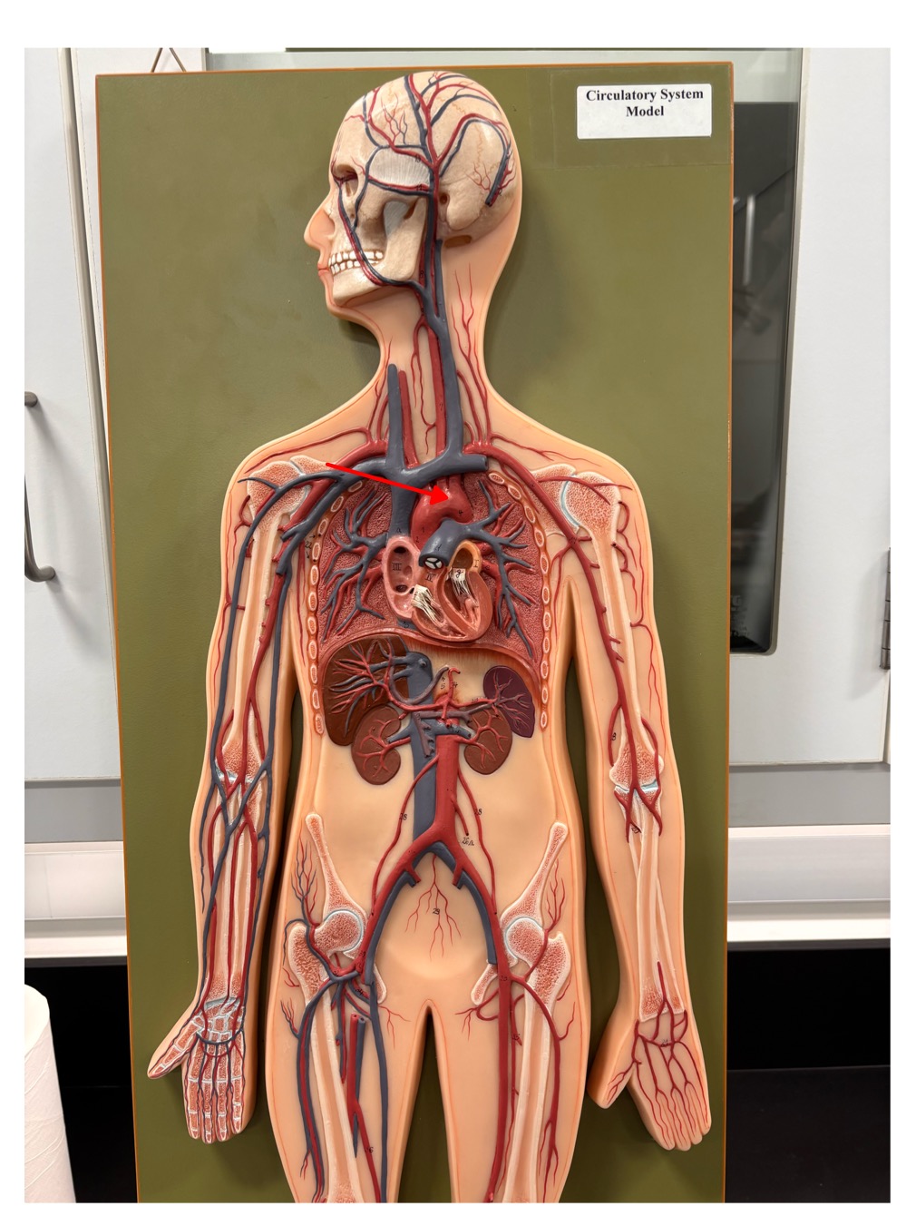 <p>name the blood vessel</p>
