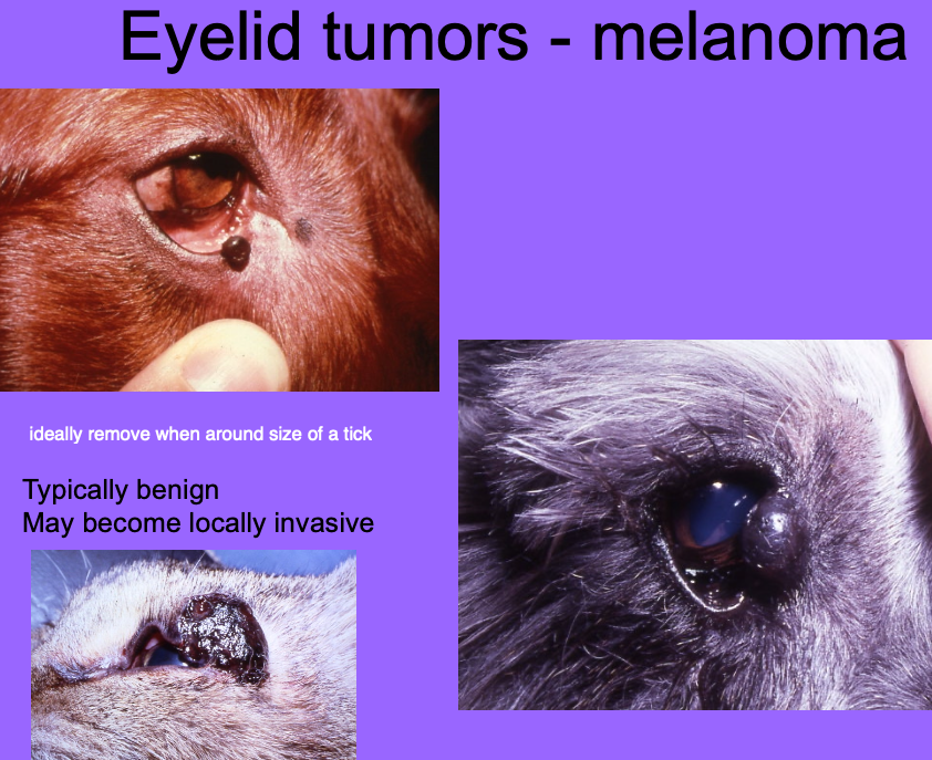 <p>typically benign, but may become locally invasive.</p>