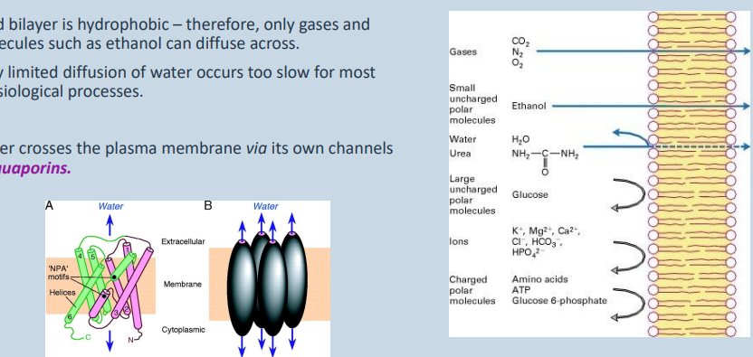 <p>• Osmosis – key point is semi-permeable membrane.</p><p>• Cell membrane acts as a barrier to most molecules.</p><p>• Specialised channels and transporters facilitate movement</p><p>across the membrane.</p><p>• Therefore, cell membranes are semi-permeable.</p><p></p><p>• Lipid bilayer is hydrophobic – therefore, only gases and molecules such as ethanol can diffuse across.</p><p>• Only limited diffusion of water occurs too slow for most physiological processes.</p><p>• Water crosses the plasma membrane via its own channels – <strong>aquaporins</strong>.</p>