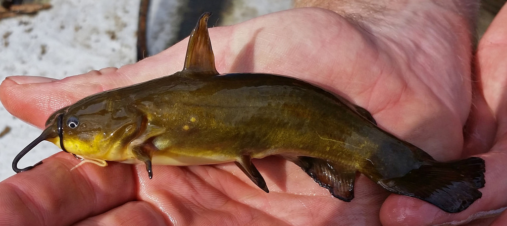 <p>Distinguished from other species within the genus by the group of white barbels or "whiskers" under its chin.</p><p>Its caudal fin is truncated (squared off at the corners)</p>