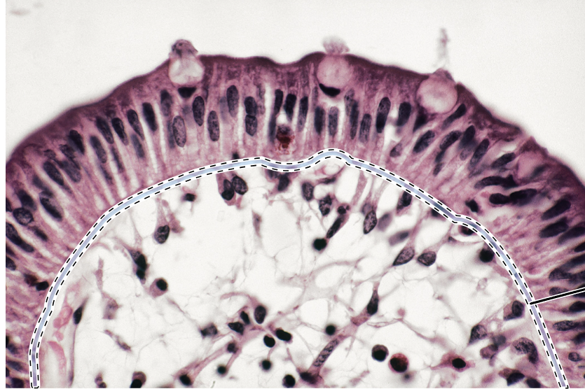 knowt flashcard image