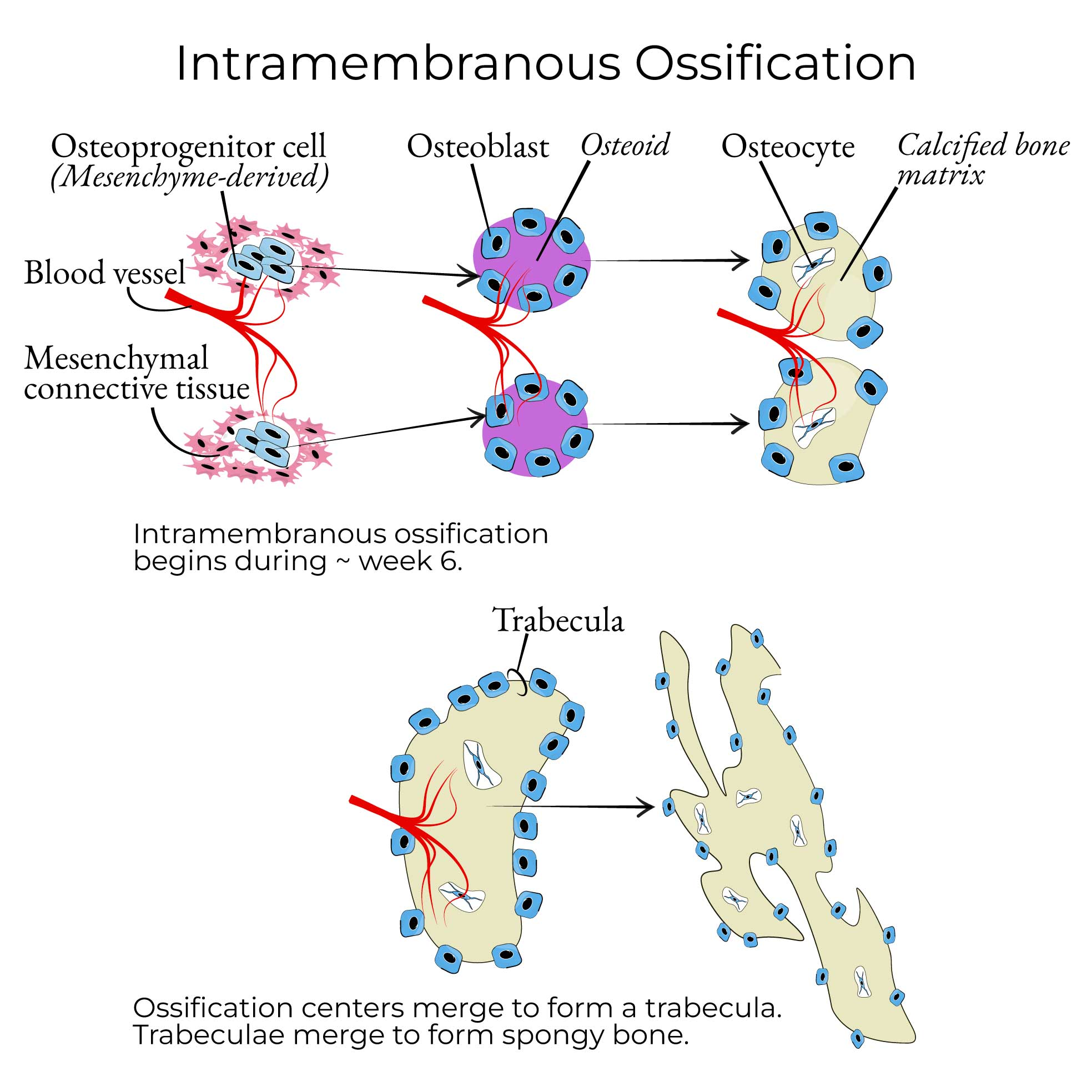 <p>What are the steps of intramembranous ossification?</p>