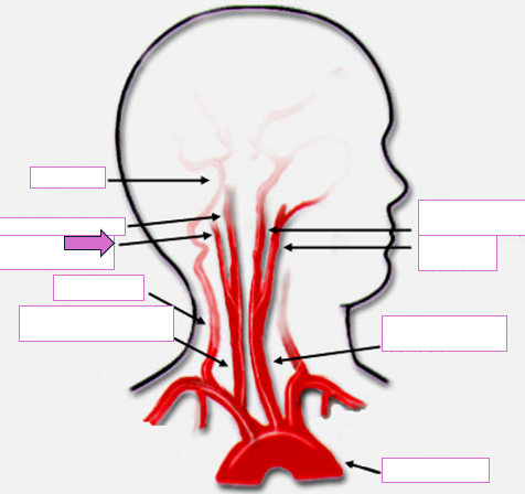 <p>Based on the indicated area, identify this vessel</p>