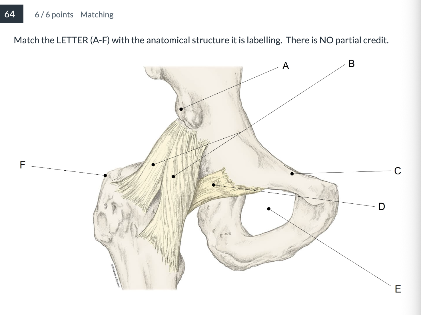 <p><span>Match the LETTER (A-F) with the anatomical structure it is labelling. &nbsp;There is NO partial credit.</span></p>