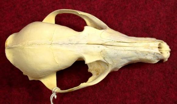 <p>V-shaped temporal ridges indistinct, lacks lobed incisors, has proportional canines; black tipped tail and grayish light brown body</p>