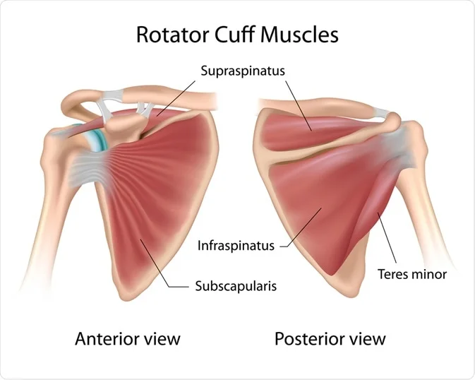 <p>Supraspinatus </p><p>Infraspinatus </p><p>Teres minor </p><p>Subscapularis </p><p>SITS </p>