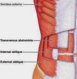 <ul><li><p>External oblique </p></li><li><p>Internal oblique</p></li><li><p>Transversus abdominus</p></li></ul><p></p>