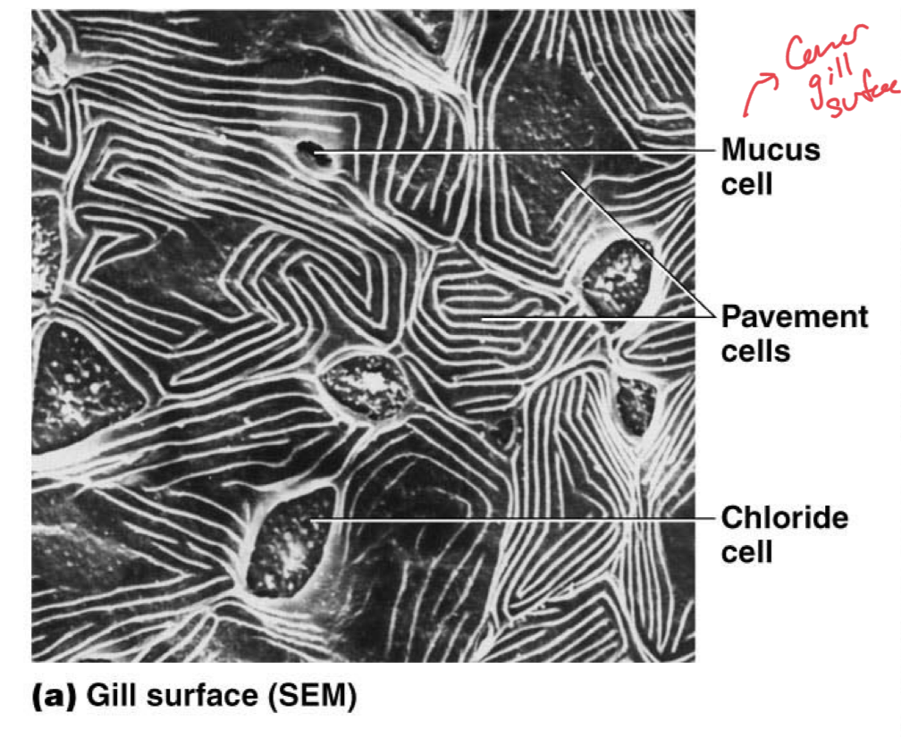 <p>Epithelial Cells in Fish Gills</p>