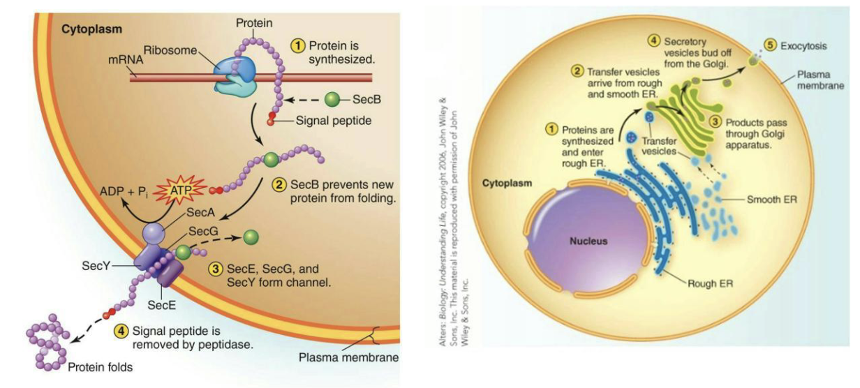<ul><li><p>Signal peptides (short AA sequences at N-terminus) direct proteins to appropriate cellular location</p></li></ul><p></p>