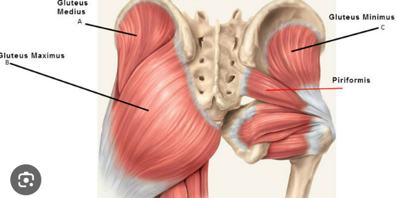 <p>gluteus minimus</p>