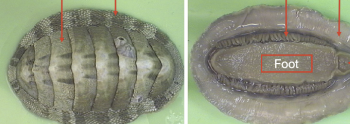 <p>phylum, class</p>