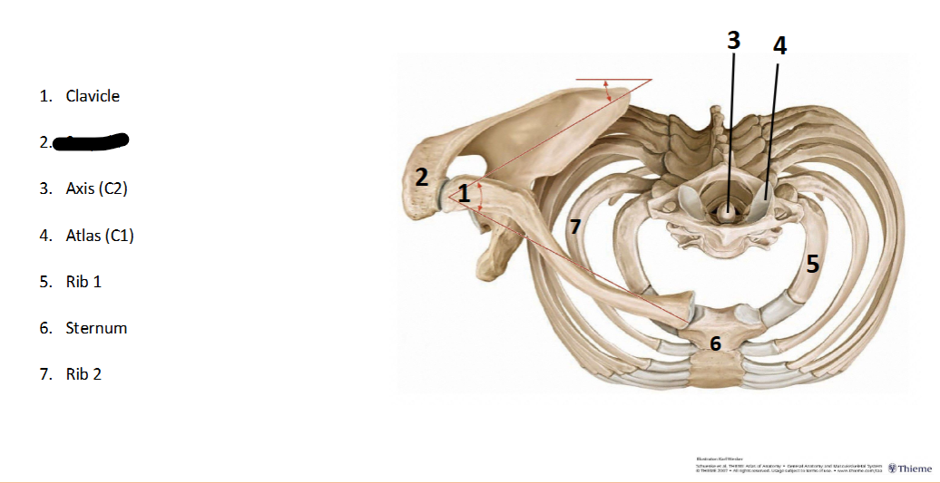 <p>What landmark within the <strong>Axial? </strong>(CENTRAL <strong>AXIS </strong>of <strong>BODY)</strong></p>