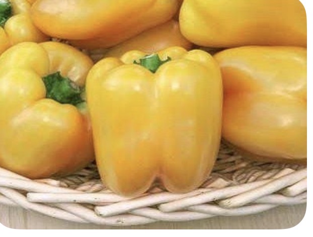 <p>Gold bell pepper</p>