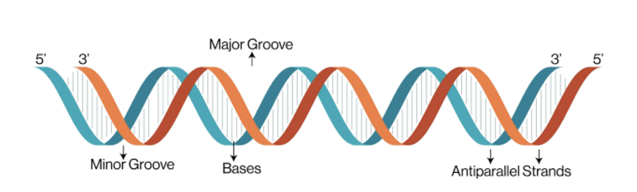 <p><strong>Major Groove:</strong> wider gap between the backbones (backbones farther apart)</p><p><strong>Minor Groove:</strong> smaller gap between the backbones (backbones closer together) </p>