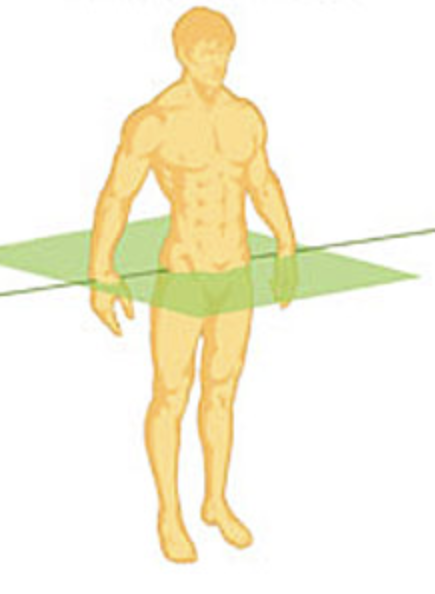 <p>divides horizontally into superior and inferior halves</p>
