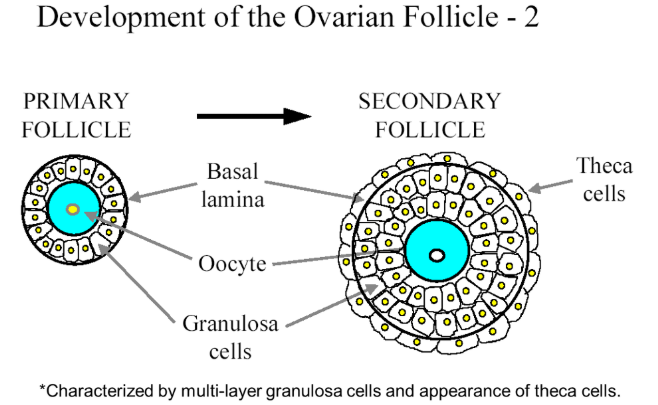 <p>has multiple layers of granulosa cells. Theca cells on the outermost layer act like leydig cells and respond to LH to produce testosterone</p>