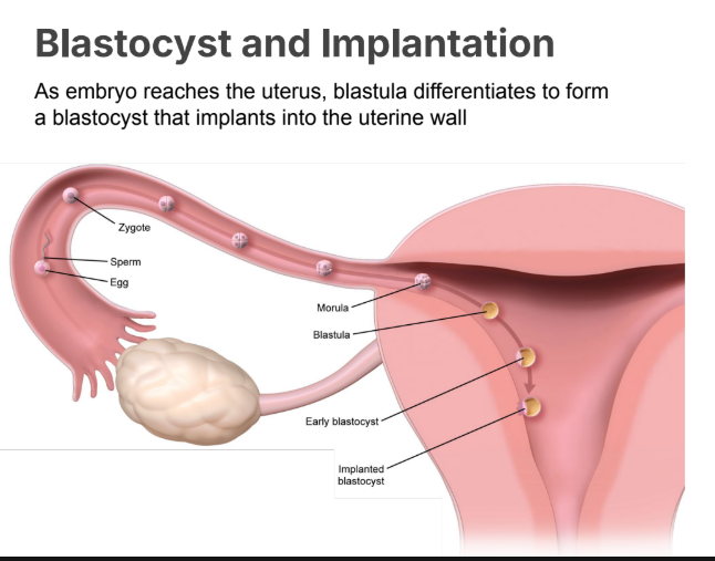 <p>As <strong>embryo </strong>reaches the <strong>uterus</strong>, blastula <strong>differentiates </strong>to form a <strong>blastocyst </strong>that implants into the uterine wall</p>