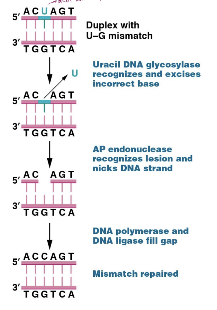 <p>-corrects the DNA</p>