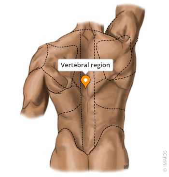 <p>the area of spinal column</p>