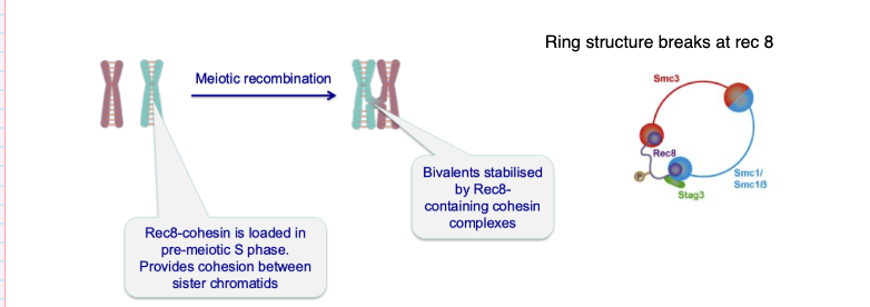 <ul><li><p>Homologous chromosomes pair via <strong>meiotic recombination</strong></p></li><li><p>Form <strong>bivalents</strong></p></li><li><p>Stabilised by <strong>cohesin (Rec8-containing complexes)</strong></p></li><li><p>Cohesin holds <strong>sister chromatids together</strong></p></li></ul><p></p>