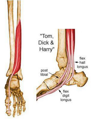 <p></p><ul><li><p>Tibialis Posterior m.</p></li><li><p>Flexor Digitorum Longus m.</p></li><li><p>Flexor Hallucis Longus m. </p></li></ul><p></p>