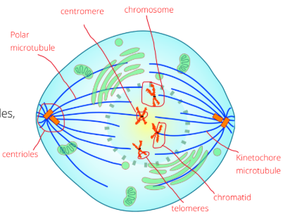 <p>Phase of mitosis: Probably prometaphase</p>