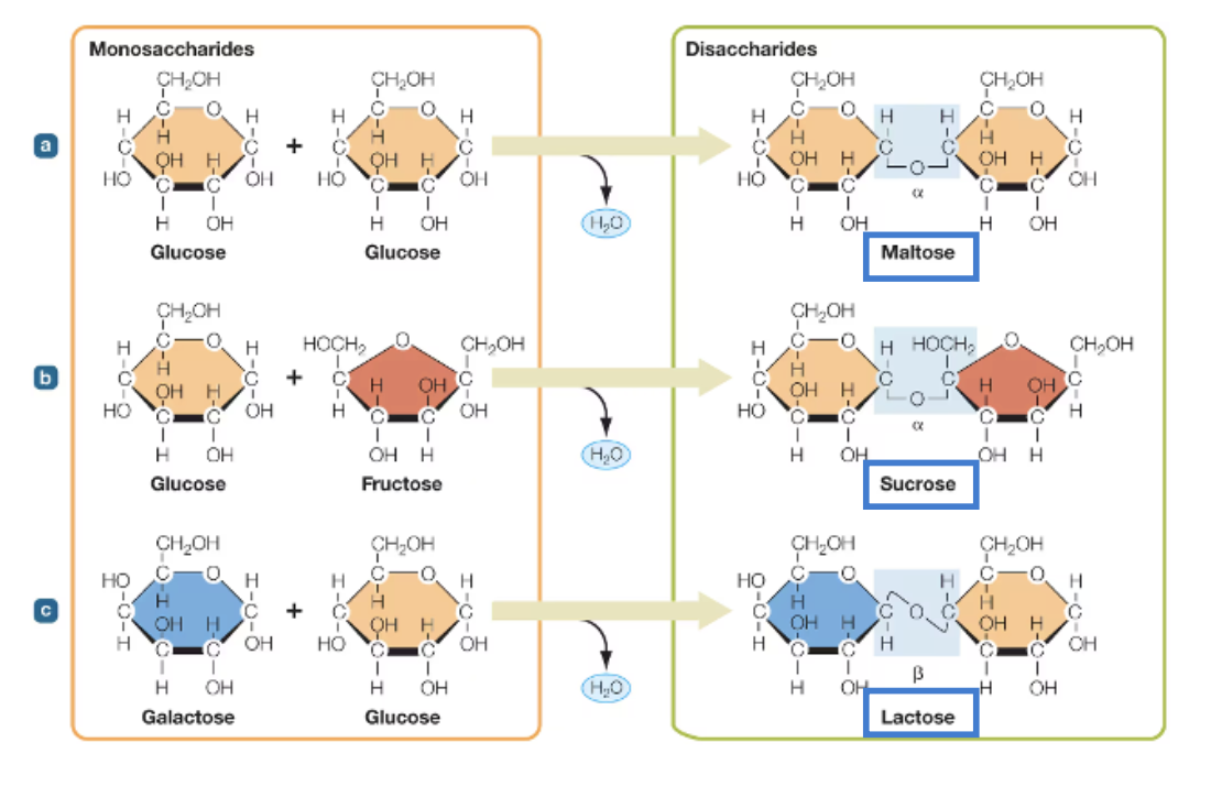 <ul><li><p>a disaccharide contain two sugar units</p></li><li><p><span style="color: blue;"><strong>condensation reaction</strong></span> links the two monosaccharides</p><ul><li><p>hydroxyl group (-OH) gains a hydrogen and forms H2O</p></li></ul></li><li><p>glucose + glucose → maltose</p></li><li><p>glucose + fructose → sucrose</p></li><li><p>galactose + glucose → lactose</p></li><li><p>sucrose is the most common disaccharide</p></li></ul><p></p>
