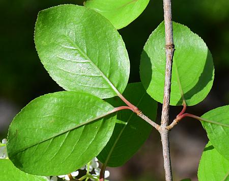 <p>Viburnaceae <em>Viburnum prunifolium</em></p>