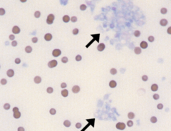 <p>factors that cause platelet clumping</p>