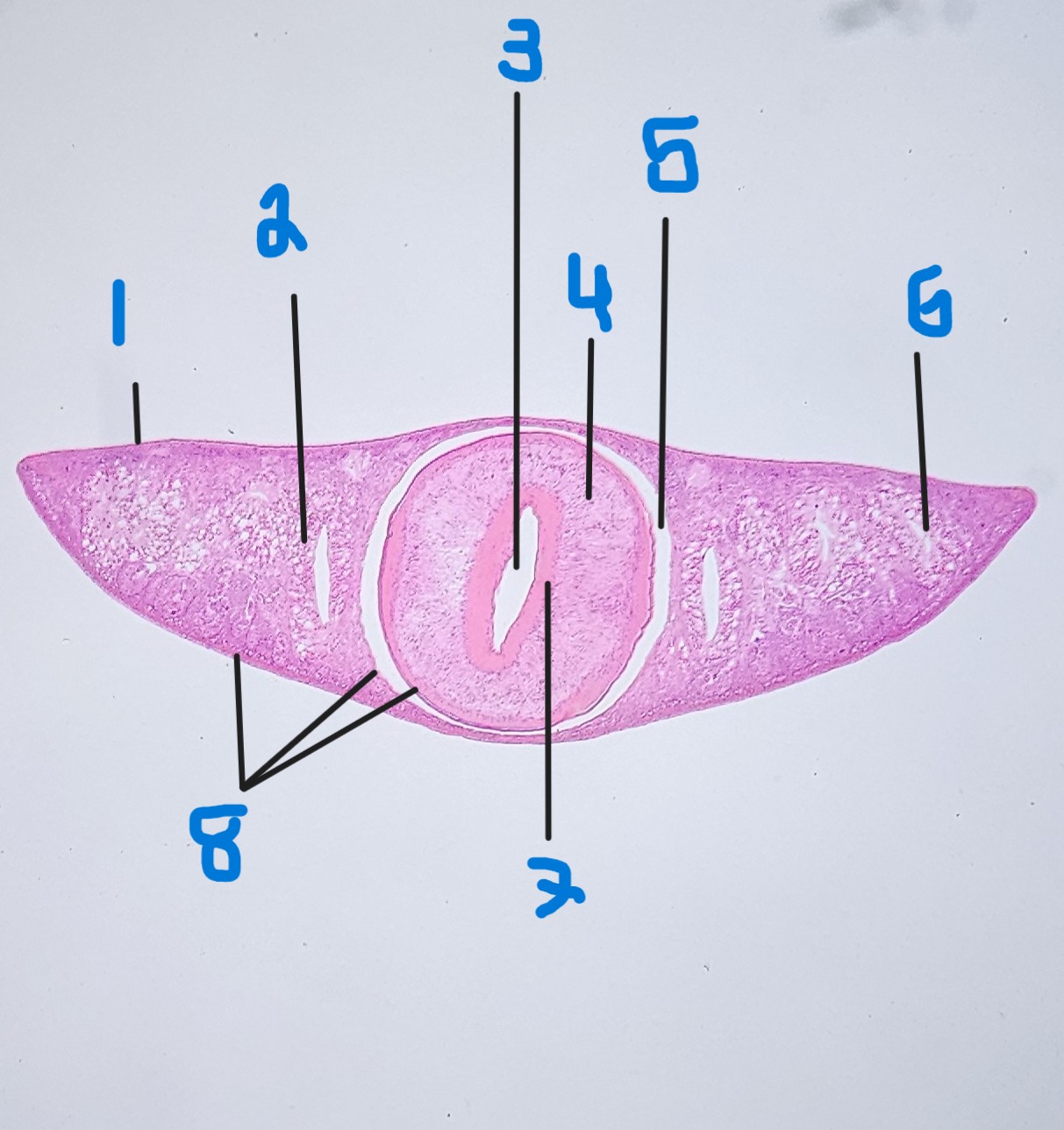 <p>7</p>