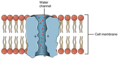 <p>- Channel proteins that facilitate the passage of water</p>