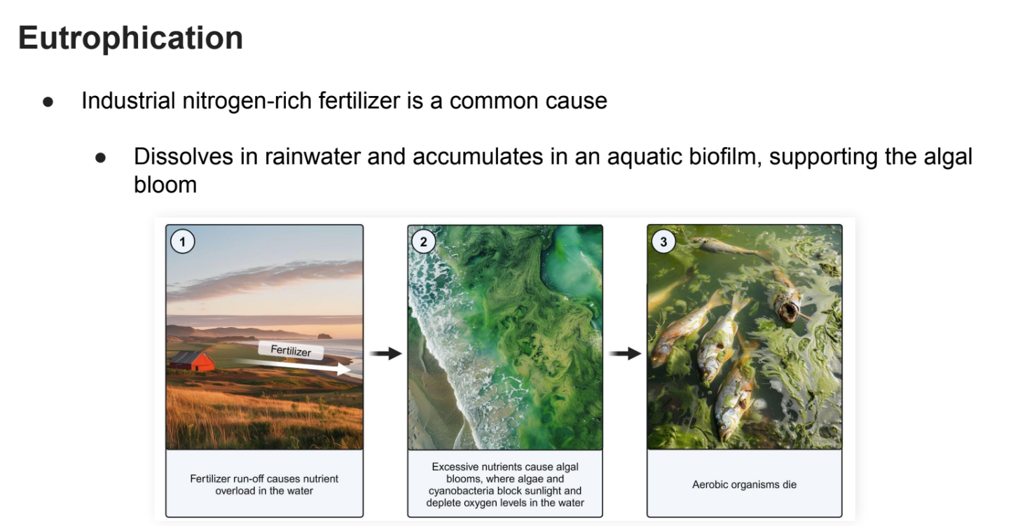<ul><li><p>Industrial nitrogen-rich fertilizer is a <strong>common cause</strong></p></li><li><p>Dissolves in <strong>rainwater </strong>and accumulates in an <strong>aquatic biofilm</strong>, supporting the <strong>algal bloom</strong></p></li></ul><p></p>