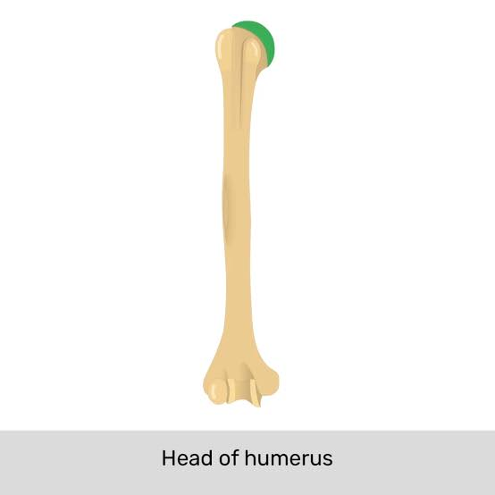 <p>The rounded expanded proximal end that forms part of joint</p>
