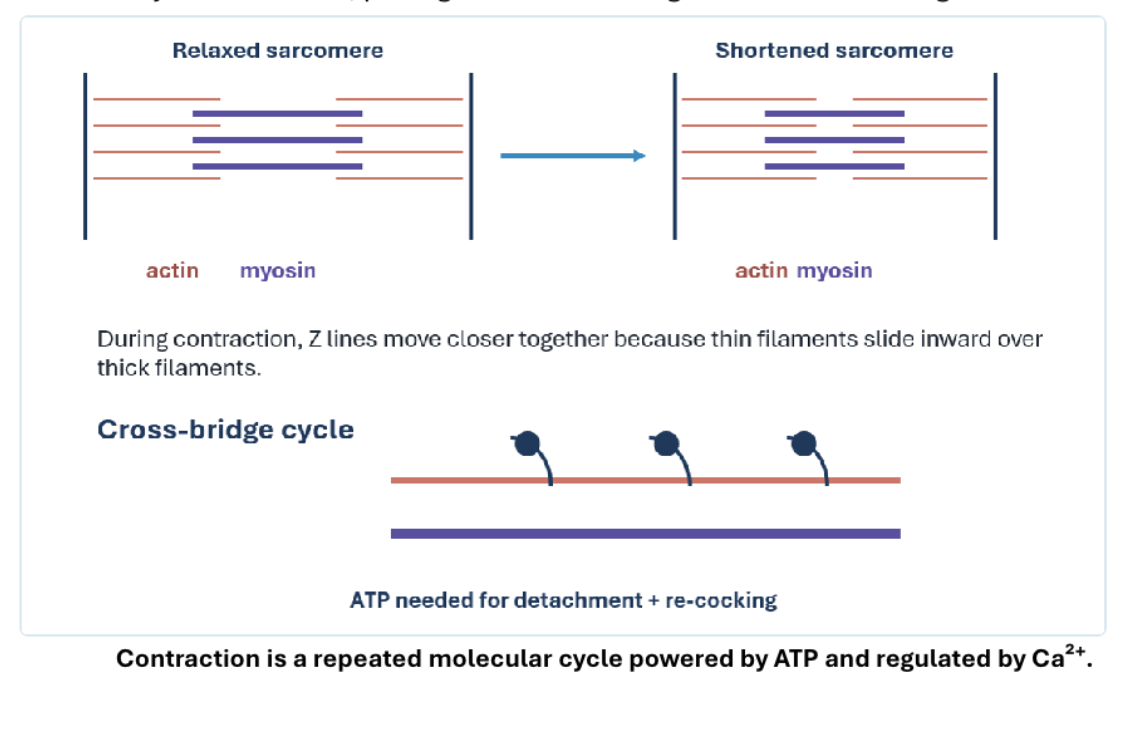 <p>Actin and myosin filaments themselves don’t get shorter- thin actin filaments just slide past the thick myosin filaments,  pulling Z discs closer together and causing the sarcomere to shorten. </p><p></p>