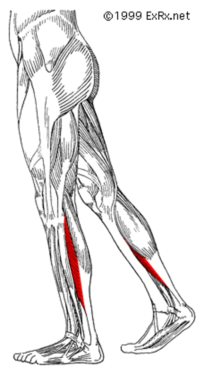 <p>under calf</p>