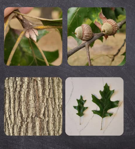 <p>Pointed lobes, deep sinues, young leaves hairy underneath, dark green and shiny, leathery</p>