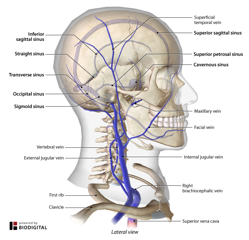 <p>Drain blood from the brain, head, and neck.</p>