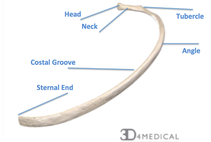 <p>What Rib (Costal Region)</p>