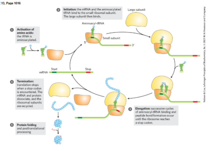 <p>activation of amino acids, initiation of protein synthesis, elongation , termination and ribosome recylcing , folding and post translational processing. </p>