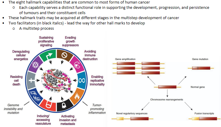 <p><span><strong>Which process is central to metastasis in cancer hallmarks?&nbsp;</strong></span></p><ul><li><p><span>A) Sustaining proliferative signalling - occurs at tumor sites</span></p></li><li><p><span>B) <strong>Activating invasion and metastasis</strong></span></p></li><li><p><span>C) Evading growth suppressors - not related to spread</span></p></li><li><p><span>D) Enabling replicative immortality - tumor resistance</span></p></li></ul><p></p>