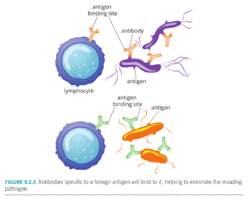 <p><span>B cells have immunoglobulins on their surfaces – membrane-bound antibodies that are known as B cell receptors (BCRs).</span> <span>BCRs on any individual B lymphocyte are the same, but different B lymphocytes have different BCRs that detect different antigens.</span> <span>Immunoglobulins have a specific structure and recognize only one kind of antigen.</span></p><p class="MsoNormal"><span> </span></p><p class="MsoNormal"><span>When BCRs bind to antigens, B lymphocytes engulf and process the antigens and function as antigen-presenting cells.</span> <span>The binding of BCRs to antigens also results in the activation and proliferation of B cells with the same specific BCR variants.</span></p><p class="MsoNormal"> </p><p class="MsoNormal"><span>Cytokines released by helper T cells help activate B lymphocytes. Activated B lymphocytes divide and differentiate into either plasma cells or memory B cells.</span></p><p class="MsoNormal"><span> </span></p><p class="MsoNormal"><span>There are millions of antigens to which the body must respond, but only a few of each kind of B cell are made – so there are millions of different B cells made with different immunoglobulins on their surfaces. </span></p>