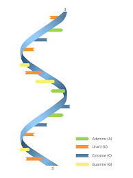 <p><span>Short, </span><strong><span>single-stranded</span></strong><span> polynucleotide chain that contains </span><strong><span>ribose</span></strong><span> sugar instead of deoxyribose, </span><strong><span>uracil (U)</span></strong><span> instead of thymine, and carries the genetic code from the DNA in the nucleus to a ribosome for protein synthesis.</span></p>